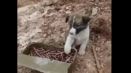 Սահմանում մեր հերոս տղերքի զենքերը և փամփուշտները «պահպանողներ» էլ կան. դրական տեսանյութ Արցախից