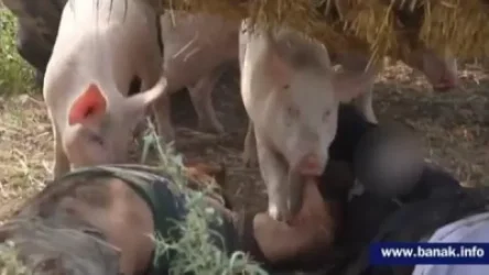 21+. Ադրբեջանական լքված դիակները դառնում են կենդանիների բաժին. նյարդերից թույլ անձանց խորհուրդ չի տրվում դիտել. Banak.info