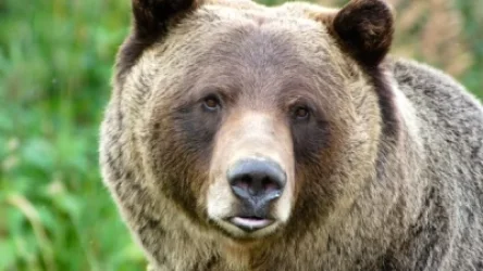 Արջը Վայոց ձորի մարզում մտել է բնակիչներից երկուսի բակ