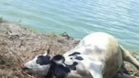 Կովերը Սևանա լճի ջրից չեն անկել