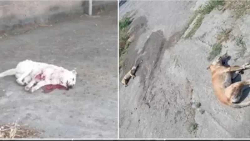 Շներին գնդակահարում են, դիերն էլ թողնում ի ցույց. ահազանգ Էջմիածնից