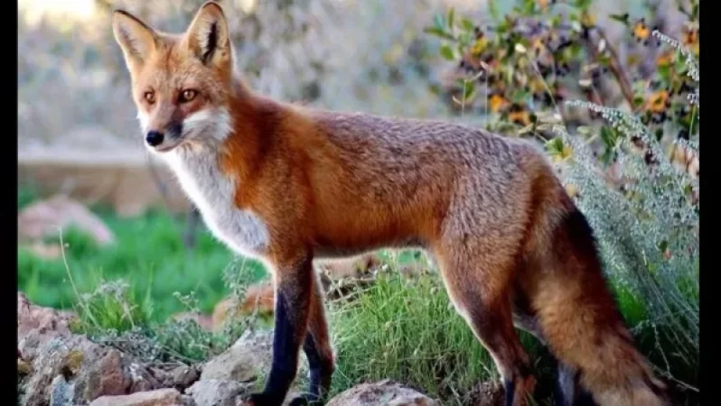 Երևանյան տներից մեկում աղվես են բռնել