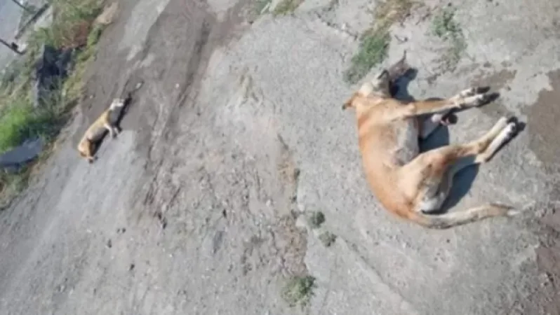 Էջմիածնում շների սպանդի հեղինակը ներկայացել է ոստիկանություն