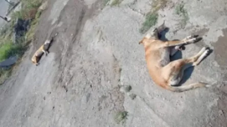 Էջմիածնում շների սպանդի հեղինակը ներկայացել է ոստիկանություն