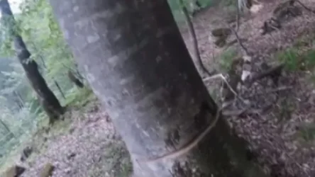 ՏԵՍԱՆՅՈՒԹ. «Հլը նայեք ժողովուրդ, թե ինչ են արել ծառերի հետ». ահազանգ