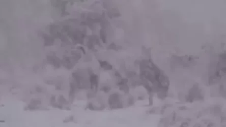 Ավստրալիա, ձնամրրիկ և ուրախ կենգուրուներ. Սուրենյանը տեսանյութ է հրապարակել