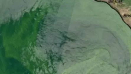 Սեւանի ջրի որակի վատացումը կապված է լճում էնդեմիկ ձկան պակասի հետ. փորձագետ