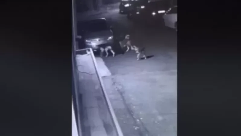 VIDEO: A Pack of Dogs Steals a Car License Plate, Says Edmon Marukyan