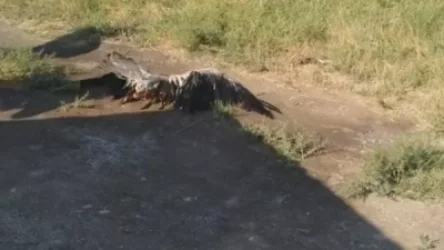 «Արագիլներին այս վիճակին հասցրած տնտեսվարողները պետք է հայտնաբերվեն և պատժվեն». ՀԲՃ