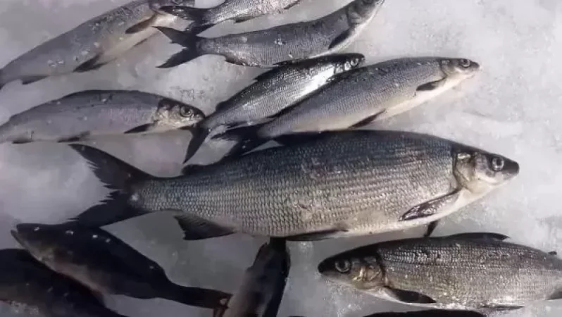 Շարունակվում է «Սիգ» տեսակի ձկան գողությունը