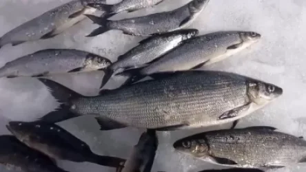 Շարունակվում է «Սիգ» տեսակի ձկան գողությունը