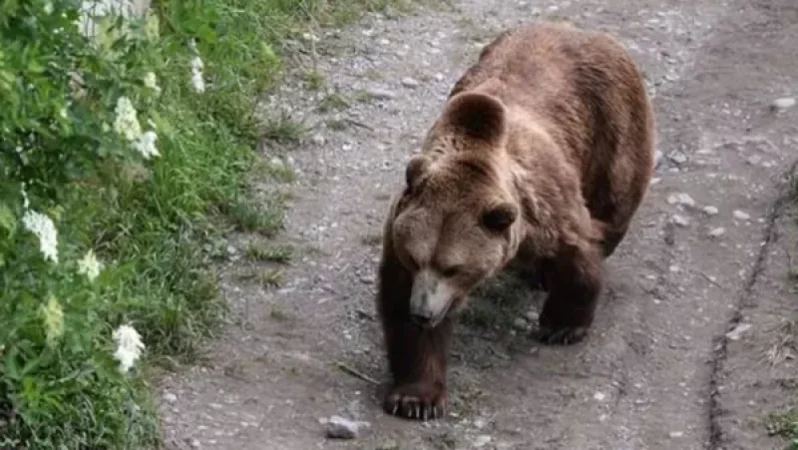Շատինում արջը վնասել է խաղողի այգու բերքն ու վազերը