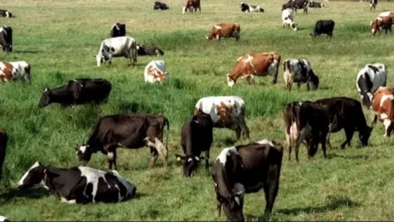 Գեղահովտում սատկելուց առաջ կովին մորթել են, միսը՝ վաճառել. SHANTNEWS