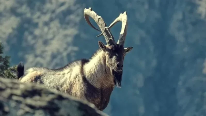 Որքա՞ն տուգանք է նախատեսված Կարմիր գրքում գրանցված կենդանատեսակների որսի համար