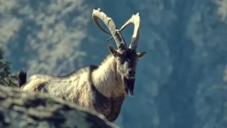 Որքա՞ն տուգանք է նախատեսված Կարմիր գրքում գրանցված կենդանատեսակների որսի համար