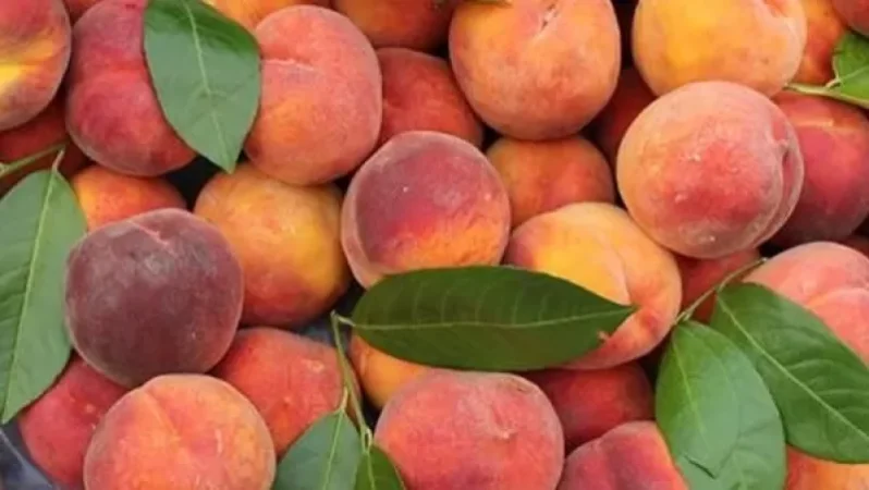 Դեղձով բեռնված բեռնատարների հարցով Էկոնոմիկայի նախարարությունը կապի մեջ է Վերին Լարսի անցակետի հետ. Արմենպրես