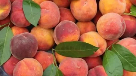 Դեղձով բեռնված բեռնատարների հարցով Էկոնոմիկայի նախարարությունը կապի մեջ է Վերին Լարսի անցակետի հետ. Արմենպրես