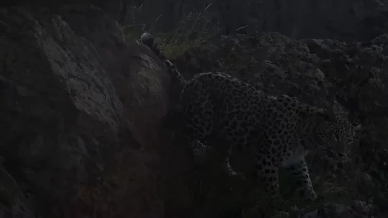 Photo: Caucasian Leopard Goes for a Walk in Khosrov Reserve