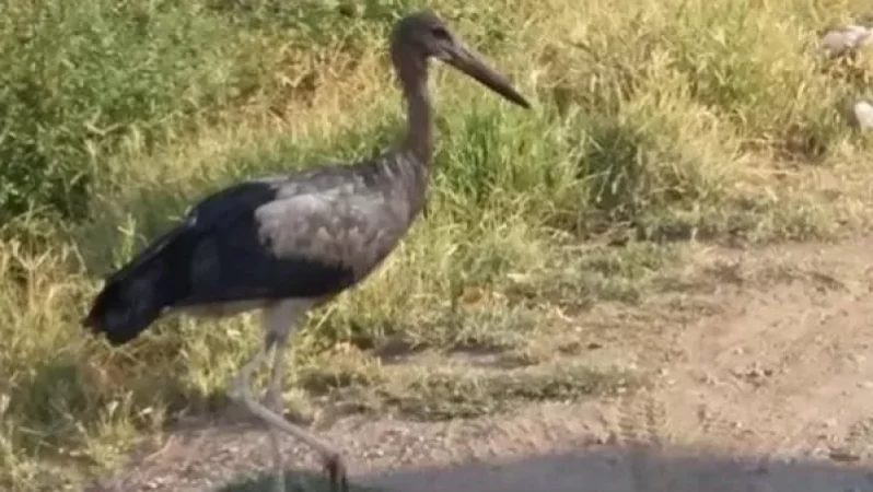 4-րդ գյուղի բնակիչները օգնություն են ցուցաբերում սևացած և անօգնական արագիլներին. ահազանգ