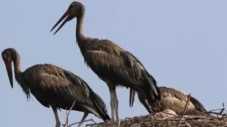 Հուլիս-օգոստոսին Արարատի մարզում արագիլների գոյության ճգնաժամ էր. Անի Սամսոնյան