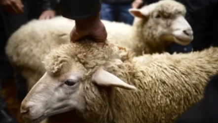 Թուրքիայում մեծ թվով մարդիկ վիրավորվել են կենդանիների մորթման ժամանակ