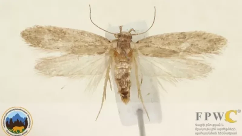 Հայաստանում հայտնաբերվել է գիտությանը մինչ այժմ անհայտ միջատի տեսակ