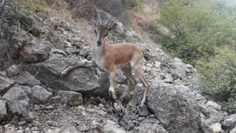 Նորավանքի ճանապարհին քարայծի ոտքը մնացել է որսագործիքի մեջ