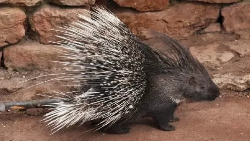 Ֆոտոբռնիչ սարքերը Կարմիր գրքում գրանցված մացառախոզ են տեսագրել