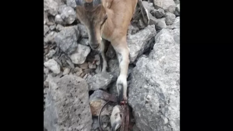 Tragic Fate of Red Listed Bezoar Goat Caught in Trap
