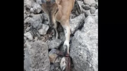 ԼՈՒՍԱՆԿԱՐՆԵՐ․ Թակարդում հայտնված կարմիրգրքյան բեզոարյան այծի ճակատագիրն այնհայտ է