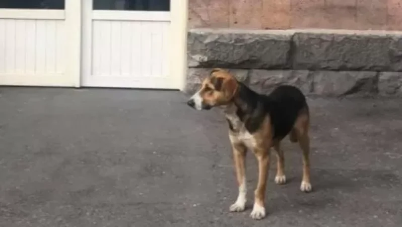 Վիրավոր զինվորի հավատարիմը հիվանդանոցի առաջ սպասում է նրան