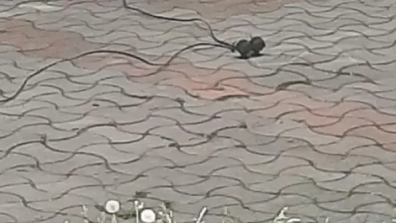 Լուսաձայնային նռնակներ՝ ԱԺ բակում. պատրաստվում են Նիկոլ Փաշինյանի գալուն