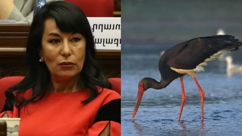 Կրակել են կարմիրգրքյան սև արագիլի վրա.  Զոհրաբյանը ահազանգում է