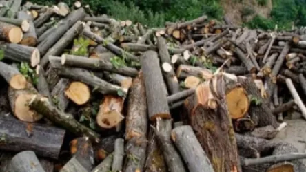 Ապօրինի ծառահատման դեպք է գրանցվել. վնասի չափը կազմել է 243 հազար դրամ