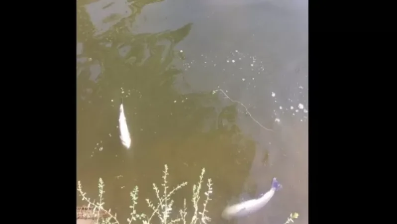 Քասախ գետի ջրի գույնը տարօրինակ դեղնել է ու փրփրել