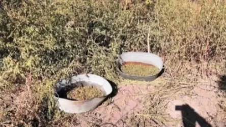 Ալավերդու ոստիկանները 2 կիլոգրամ 900 գրամ քաշով թմրամիջոց են հայտնաբերել (տեսանյութ)