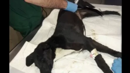 Մեքենայով հատուկ տրորել է շանը և շարունակել ճանապարհը. Econews.am