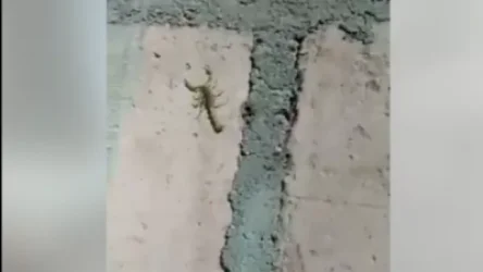 ՏԵՍԱՆՅՈՒԹ․ Կարիճները՝ Չարբախի մետրոյի հարակից տարածքում