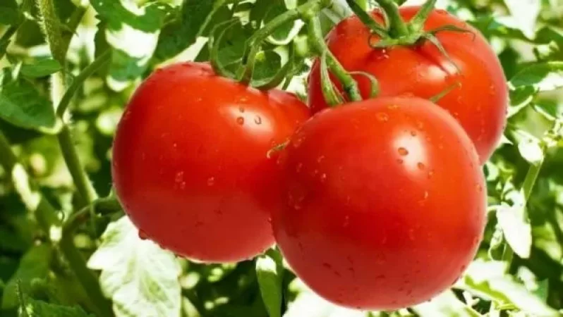 Ռուսաստանն արգելել է լոլիկի և պղպեղի ներմուծումը Հայաստանի Արմավիրի մարզից