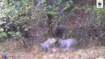 ՏԵՍԱՆՅՈՒԹ․ Ձագուկ լուսանի զբոսանքը Հայաստանում