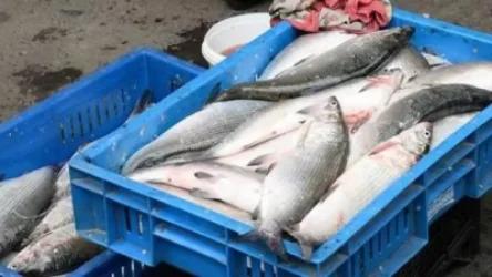 Սևանի սիգի որսի ամրագրված չափաքանակի գերազանցում տեղի չի ունեցել. պարզաբանում