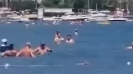 ՏԵՍԱՆՅՈՒԹ․ Ինչպես է Թուրքիայում լողորդներից մեկը երկաթե ձողով հարվածում շնաձկանը