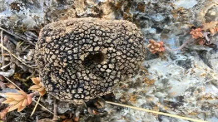 Գետնասունկը ուտելու հետևանքով երեխաները թունավորվել են