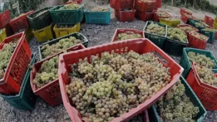 Մթերվել է մոտ խաղողի 160 հազար տոննա. սա լավ ցուցանիշ է. կառավարություն