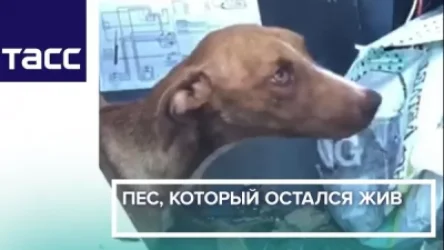 ՏԵՍԱՆՅՈՒԹ․ Փրկարարները գտել են «Դորիան» փոթորկից փրված շանը