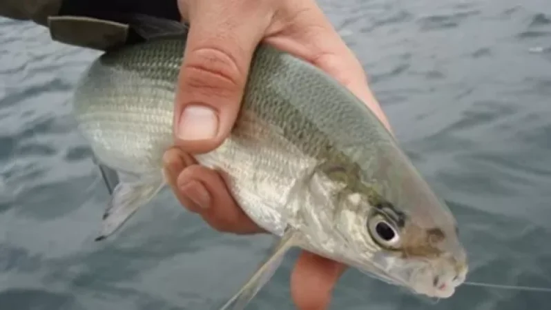 Սահմանվել են սիրողական ձկնորսության թույլատրելի չափաքանակները և ժամկետները