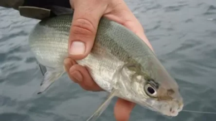 Սահմանվել են սիրողական ձկնորսության թույլատրելի չափաքանակները և ժամկետները