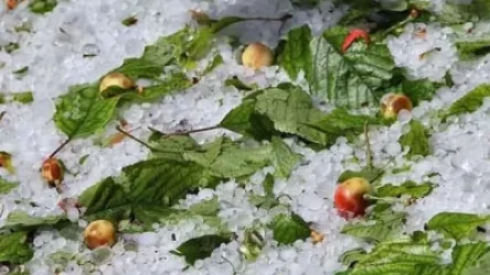 Արմավիրի մարզում կարկուտից տուժած համայնքներին փոխհատուցում կտրամադրվի. քննարկում են ձևաչափը