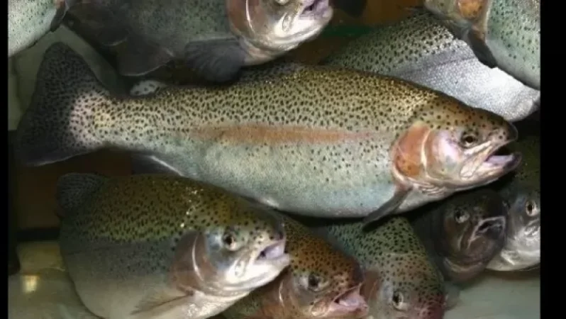 Իշխանի պաշարների վերականգնման ոլորտում ավելի քան 2 մլրդ դրամ է փոշիացվել