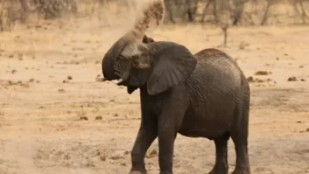 ՏԵՍԱՆՅՈՒԹ․ Հարավային Աֆրիկայում սովից ու երաշտից 55 փիղ է սատկել